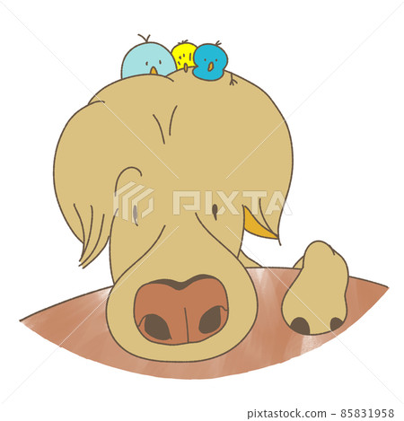 頭上有鳥的金毛獵犬 頭上有鳥的金毛獵犬 85831958