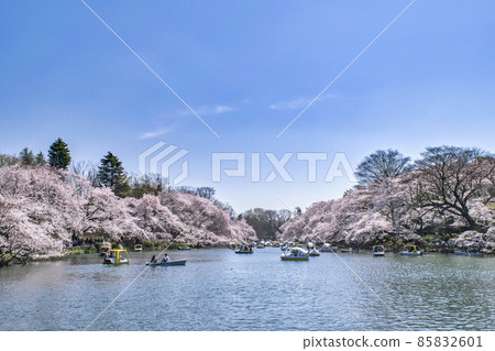 井之頭公園，東京，井之頭池塘，盛開的櫻花 85832601