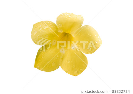 Golden trumpet, Yellow flowers ( Allamanda ) with water drop isolated on white background 85832724