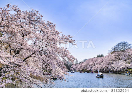 井之頭公園，東京，井之頭池塘，盛開的櫻花 85832964
