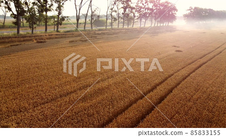 Flying over a wheat field on an early summer morning. Flying over a wheat field on an early summer morning. 85833155