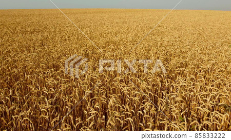 Aerial drone view flight over field of yellow ripe wheat close-up. Aerial drone view flight over field of yellow ripe wheat close-up. 85833222