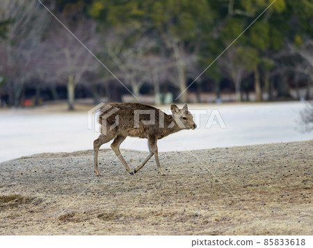 冬天奈良公園的鹿 冬天奈良公園的鹿 85833618