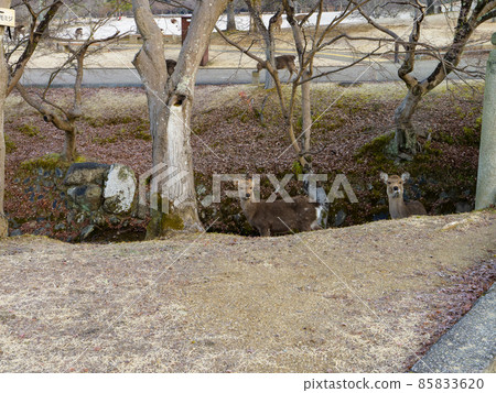 冬天奈良公園的鹿 冬天奈良公園的鹿 85833620