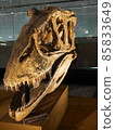 Fossils of dinosaurs 85833649