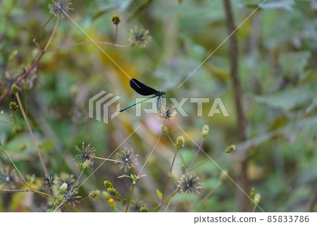 Black dragonfly Black dragonfly 85833786