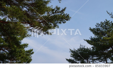 松枝背後的天空 松枝背後的天空 85833907