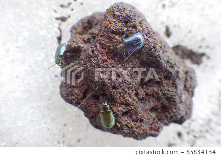 Insects on Mt. Fuji: Beetles on lava during the snowy season Insects on Mt. Fuji: Beetles on lava during the snowy season 85834134