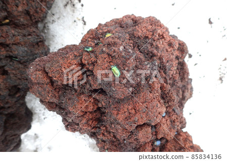 Insects on Mt. Fuji: Beetles on lava during the snowy season 85834136