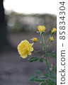 Soft colored yellow roses 85834304