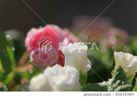 Rose blooming Primula Julian 85834364