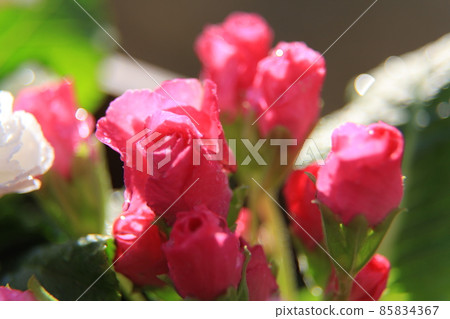 Rose blooming Primula Julian 85834367