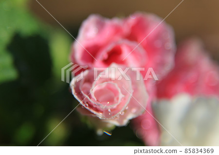 Rose blooming Primula Julian 85834369