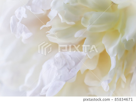 Botanical concept, invitation card - Soft focus, abstract floral background, white peony flower petals. Macro flowers backdrop for holiday brand design Botanical concept, invitation card - Soft focus, abstract floral background, white peony flower petals. Macro flowers backdrop for holiday brand design 85834671
