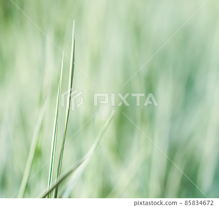 Blurred background, texture, pattern of decorative green and white grass. Natural backdrop. Blurred background, texture, pattern of decorative green and white grass. Natural backdrop. 85834672