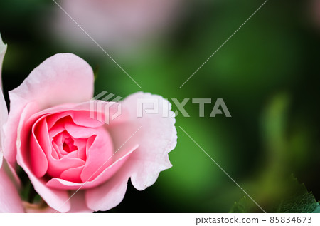 Soft pink rose Bonica with buds in the garden. Perfect for background of greeting cards for birthday, Valentine's Day and Mother's Day Soft pink rose Bonica with buds in the garden. Perfect for background of greeting cards for birthday, Valentine's Day and Mother's Day 85834673