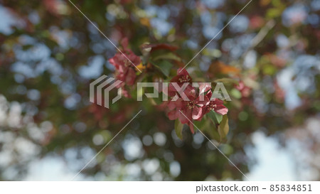 Slow motion gimbal shot of red apple tree blossom in late sprink or early summer Slow motion gimbal shot of red apple tree blossom in late sprink or early summer 85834851