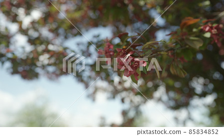 Slow motion gimbal shot of red apple tree blossom in late sprink or early summer Slow motion gimbal shot of red apple tree blossom in late sprink or early summer 85834852