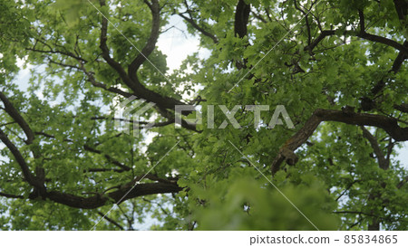 low angle shot of old oak tree in summer low angle shot of old oak tree in summer 85834865