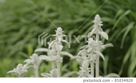Stachys Byzantine close up photo Stachys Byzantine close up photo 85834920