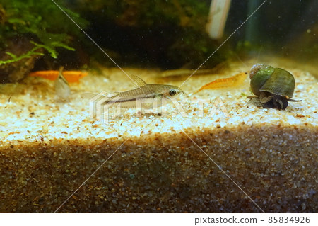 Small fish tank Corygmy pygmy Himetanishi 85834926