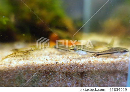 Small fish tank Corygmy pygmy Minaminuma shrimp Small fish tank Corygmy pygmy Minaminuma shrimp 85834929