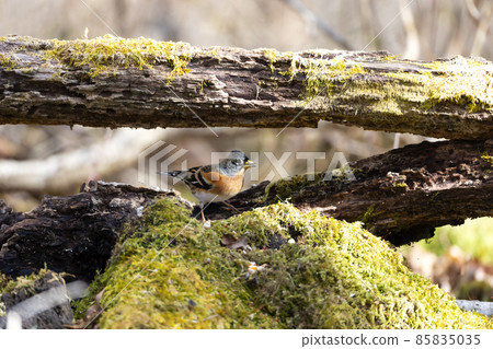 阿特里 阿特里 85835035