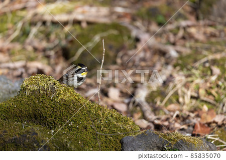 美山彩旗 85835070