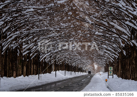 Takashima City, Shiga Prefecture, a row of Metasequoias trees in a snowy landscape 85835166