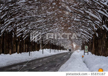 滋賀縣高島市，雪景中的一排水杉樹 85835167