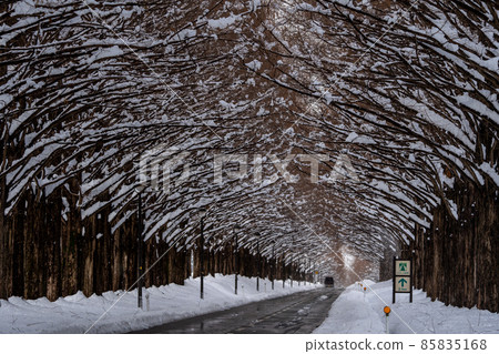 滋賀縣高島市，雪景中的一排水杉樹 85835168