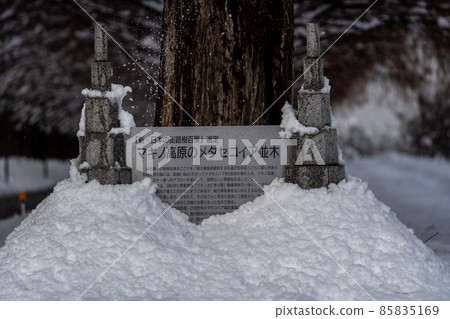 滋賀縣高島市，雪景中的一排水杉樹 85835169