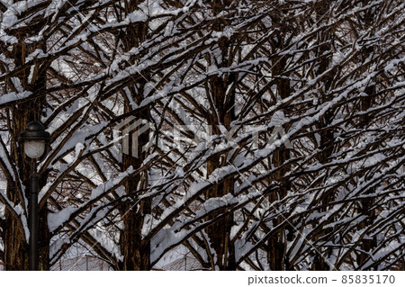 滋賀縣高島市，雪景中的一排水杉樹 85835170