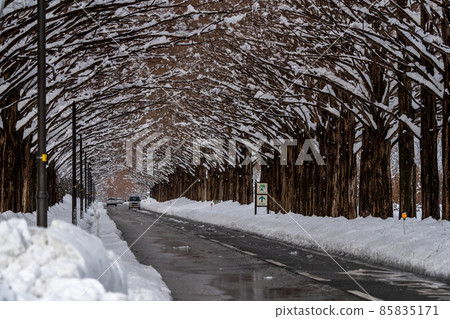 Takashima City, Shiga Prefecture, a row of Metasequoias trees in a snowy landscape 85835171