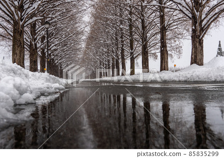 Takashima City, Shiga Prefecture, a row of Metasequoias trees in a snowy landscape 85835299