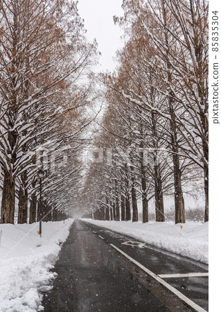 滋賀縣高島市，雪景中的一排水杉樹 85835304