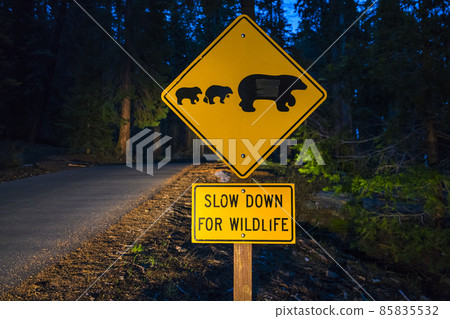 bear sign on the road at night. 85835532