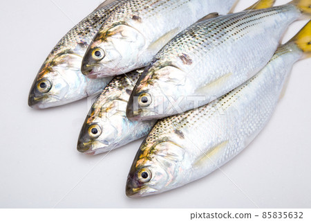 Dotted gizzard (Kohada) 85835632