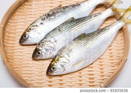 點狀胗 (Kohada) 點狀胗 (Kohada) 85835636