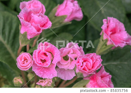 Rose blooming Primula Julian 85835756