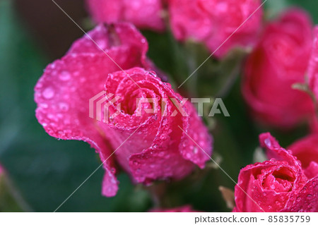 Rose blooming Primula Julian 85835759