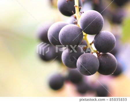 甜美可口的葡萄採摘 85835833