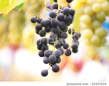甜美可口的葡萄採摘 甜美可口的葡萄採摘 85835834