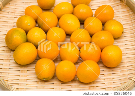 Kinkan Kansei 85836046