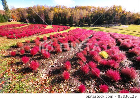 Kokia dyed bright red Kokia dyed bright red 85836129