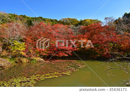 佐賀縣武雄市嬉野溫泉附近的紅葉 85836171
