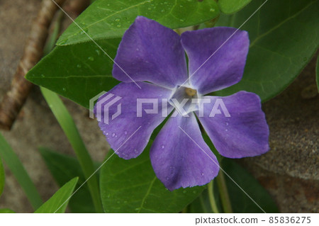 Periwinkle 85836275