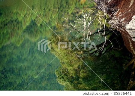 Submerged trees reflected on the surface of the water 85836441