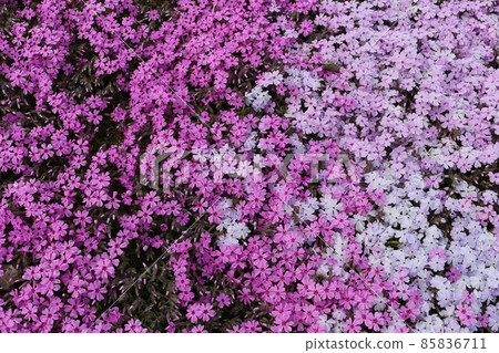 薄荷櫻桃樹 85836711