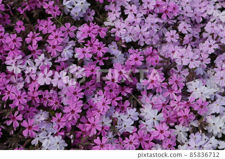 薄荷櫻桃樹 85836712